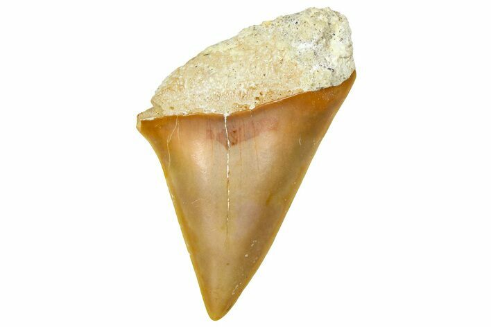 Fossil Mako Shark Tooth - Dakhla, Morocco #365230